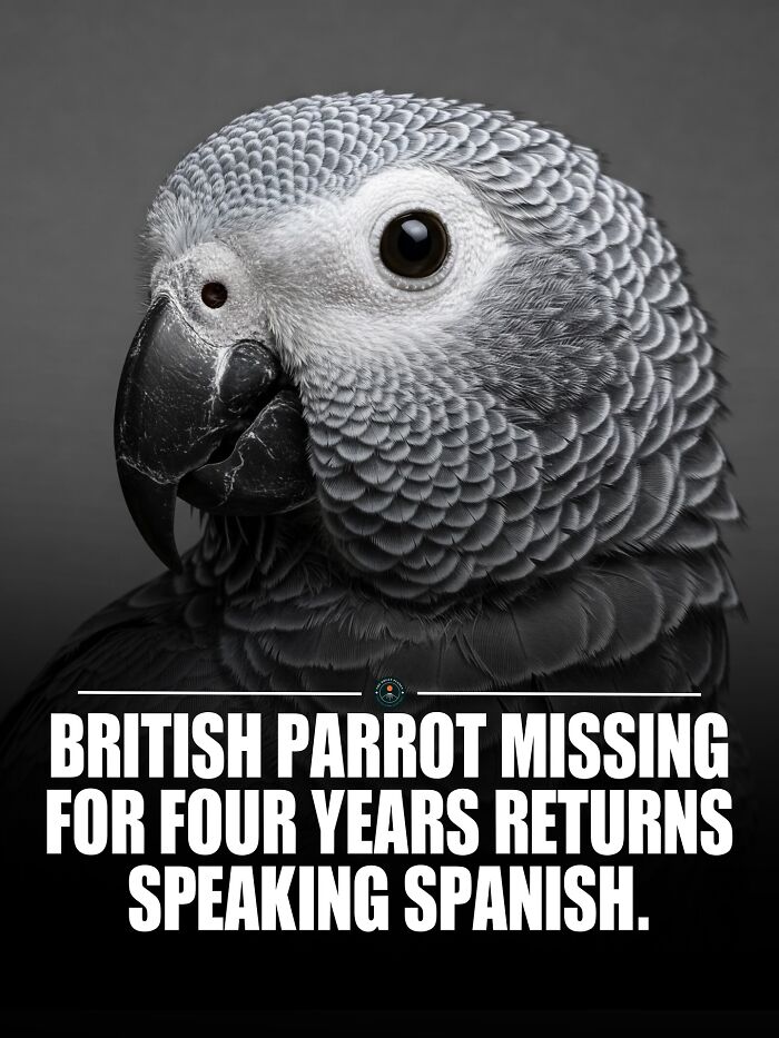 Close-up of a British parrot returned after years, related to new knowledge and facts about the world. Close-up of a British parrot returned after years, related to new knowledge and facts about the world.