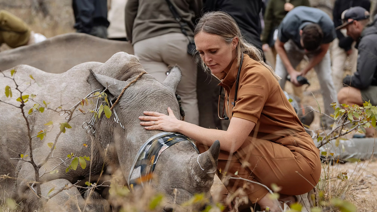 Wildlife vet examining a tranquilized rhino during a conservation procedure in a natural outdoor setting.