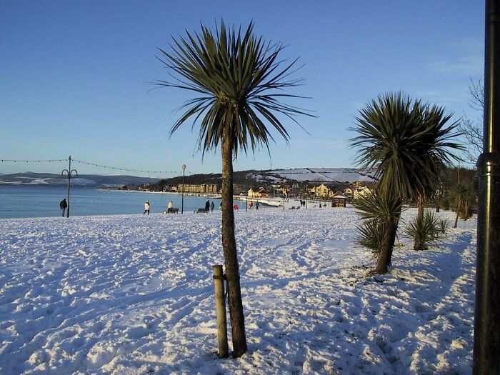 Snow-covered beach with palm trees and people walking along the shore, a place that looks AI generated but is real.