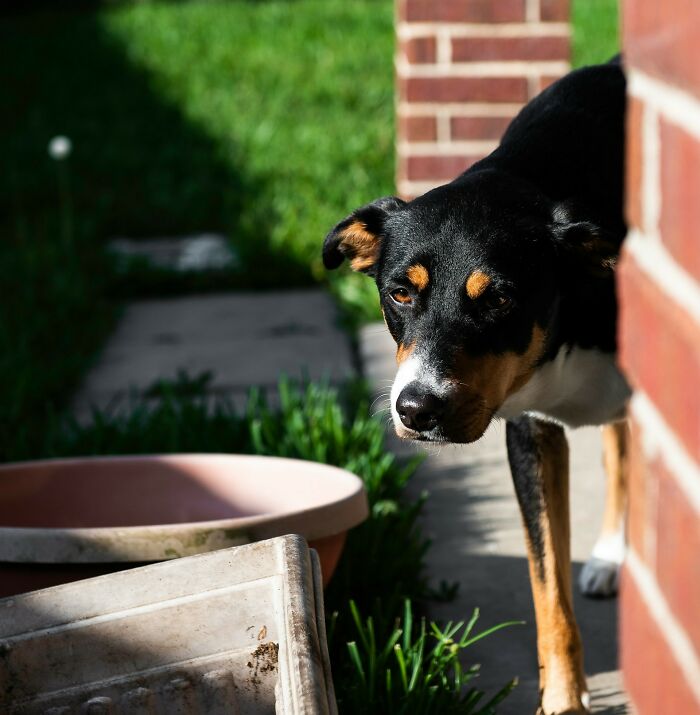Alert dog peeking from behind a brick wall, showcasing one reality postal workers often face on delivery routes.