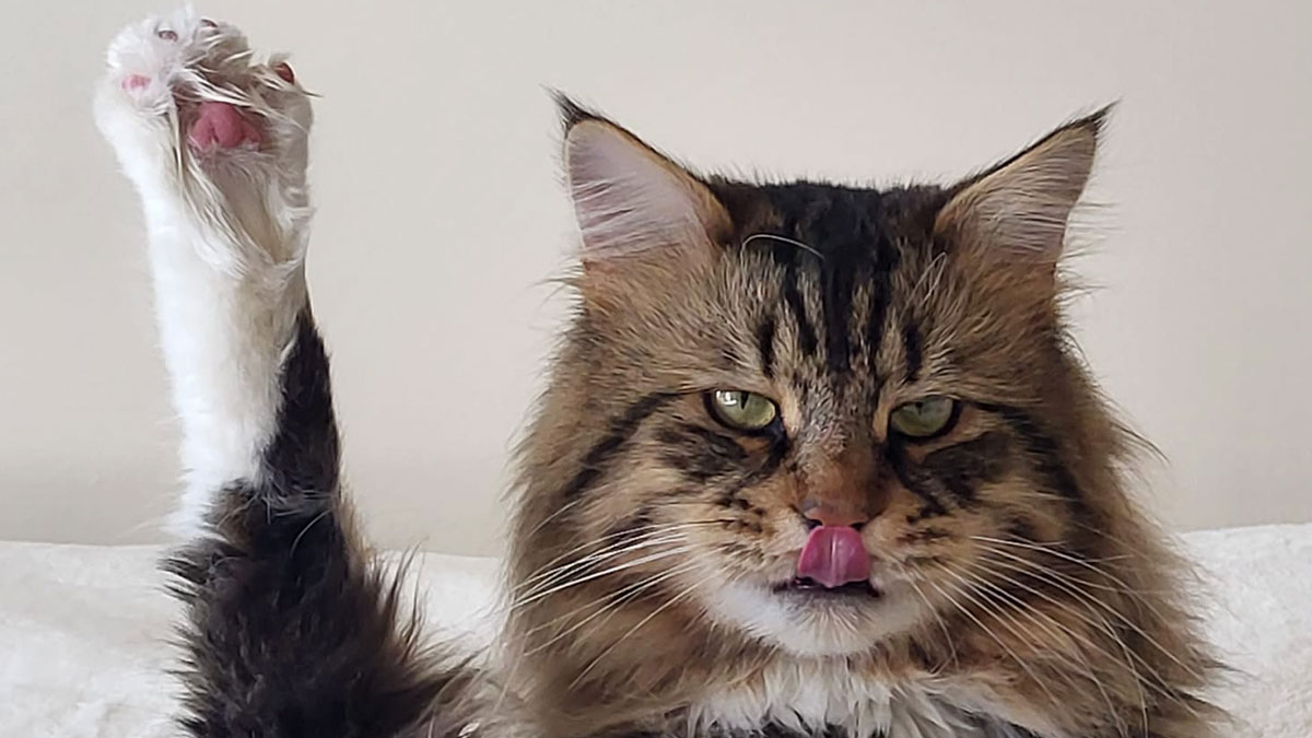 Adorable kitty with raised paw and tongue out, looking curious and demanding answers in a cozy setting.