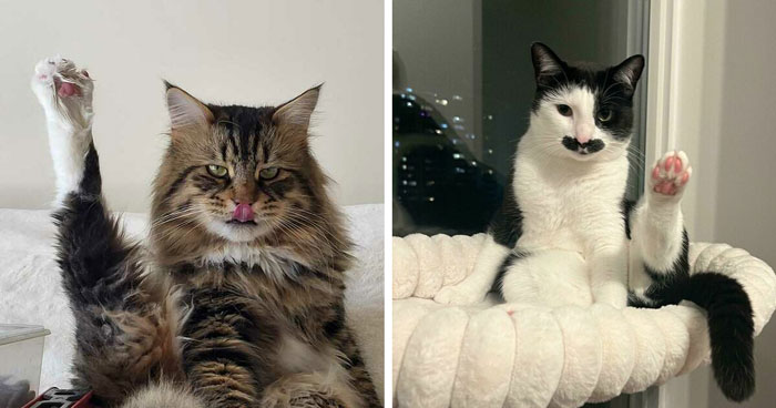 43 Pics Of Adorable Kitties Who Have Questions And Are Demanding Answers