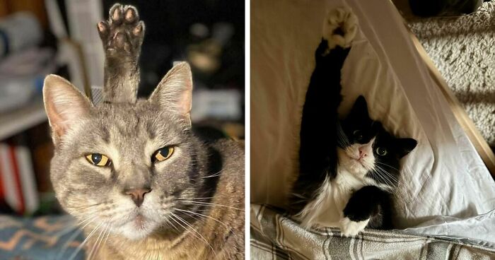 43 Pics Of Adorable Kitties Who Have Questions And Are Demanding Answers