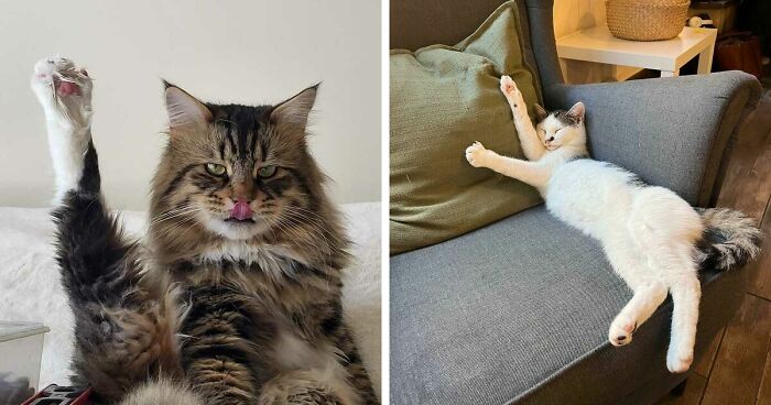 43 Curious Cats Who Clearly Have Questions And Need Immediate Answers