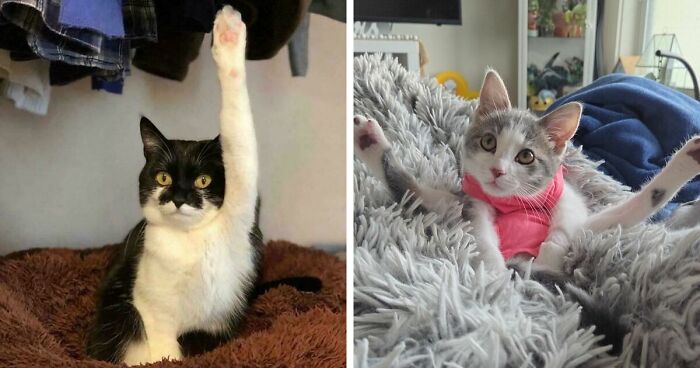 43 Pics Of Adorable Kitties Who Have Questions And Are Demanding Answers