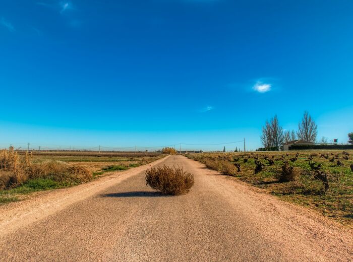 A tumbleweed on a deserted road under a clear blue sky illustrating unusual facts that sound made up but are true.