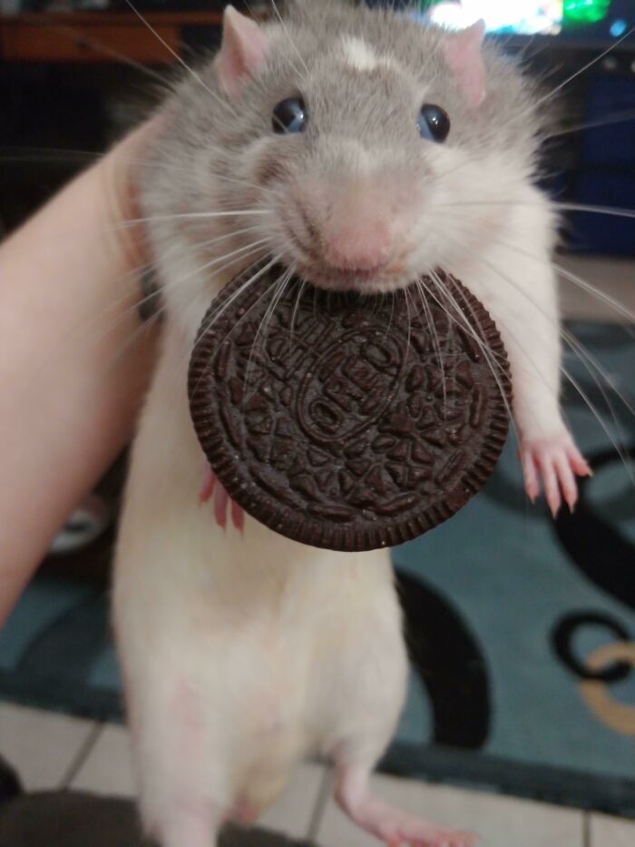 Pet rat caught sneaking an Oreo cookie in its mouth, showcasing sneaky pets trying to steal food but getting busted.