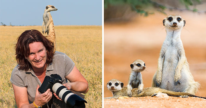 I Spent Way Too Much Time With Meerkats: Here Are 32 Hilarious Moments I Captured