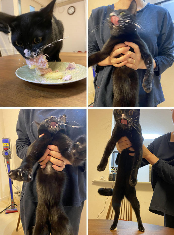 Black cat caught sneaking food with cake on its face, being held by a person after the food theft attempt.