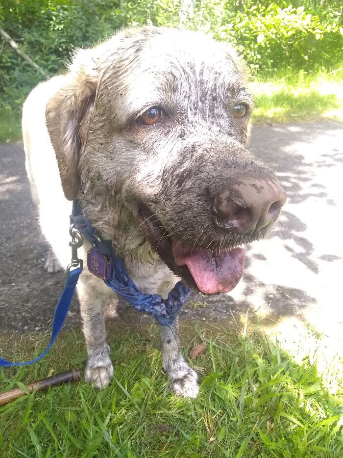 Day In The Life Of A Lab