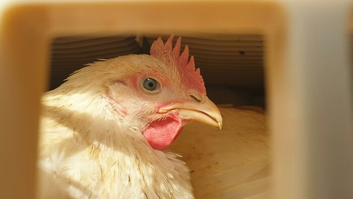Close-up of a white chicken inside a crate, illustrating unexpected realities of being a postal worker.