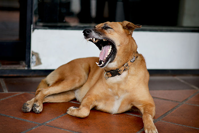 Dog lying on tiled floor with mouth open wide, illustrating unexpected moments in wrong self-diagnoses shared by doctors