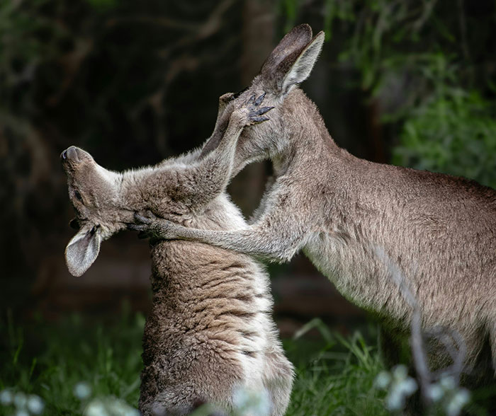 Two kangaroos playfully interacting in nature, illustrating people from different countries deny popular myths foreigners believe.