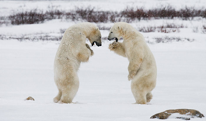 Two polar bears standing on snow, interacting in a natural Arctic environment, illustrating people from different countries.