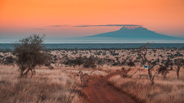 Zebra standing on a dirt path in a savanna landscape with a mountain in the background, showing foreigners myths denied.