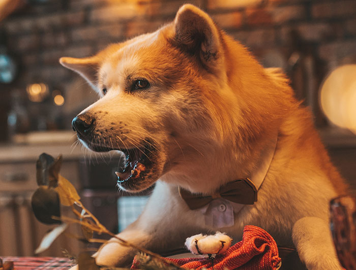 Dog wearing a bow tie indoors, symbolizing people from different countries denying popular myths foreigners believe.