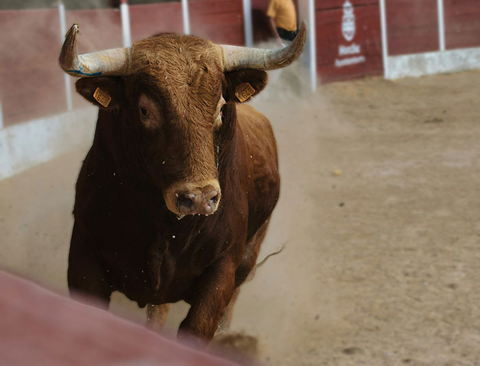Bull in a dusty arena challenging popular myths foreigners believe about people from different countries.