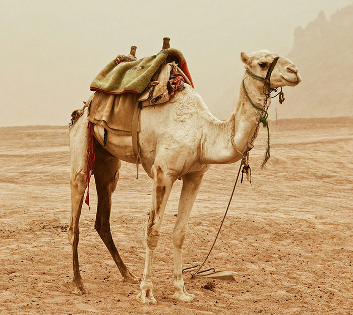 Camel in desert landscape with saddle, illustrating people from different countries denying popular myths about foreigners.