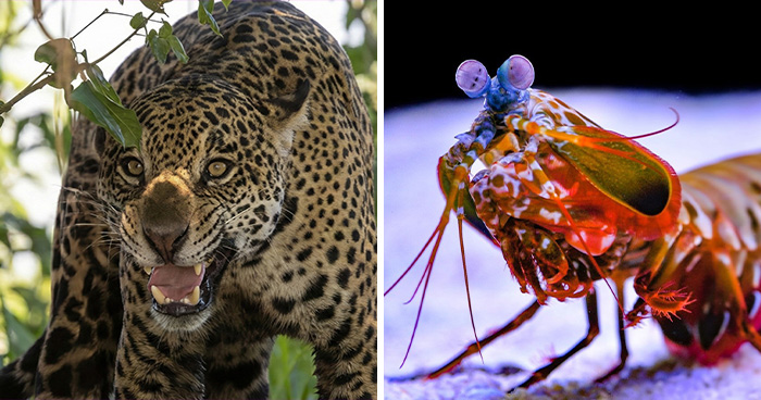 Revealed: The 15 Most Dangerous Predators In Nature