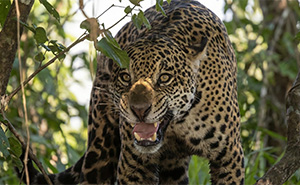 15 Nature’s Most Formidable Predators