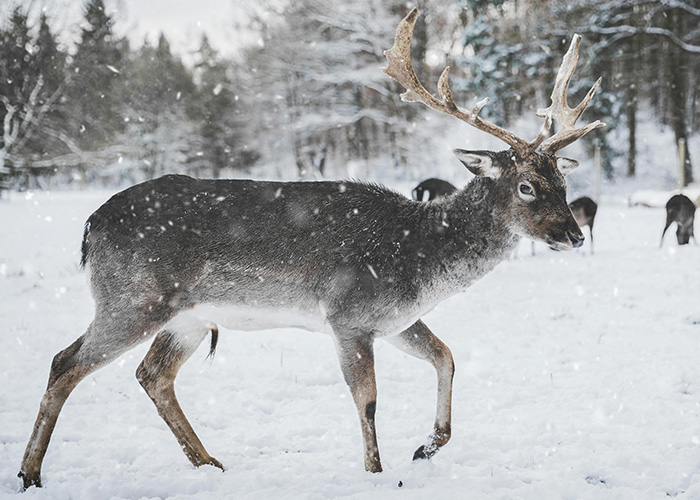 Reindeer standing in snowy forest during snowfall, illustrating the gender discussion of Santa&rsquo;s reindeer Rudolph.