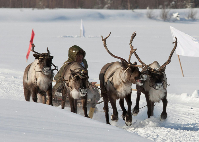 Reindeer pulling a sled through snow with a driver, related to Neil deGrasse Tyson&rsquo;s explanation on Rudolph&rsquo;s gender.