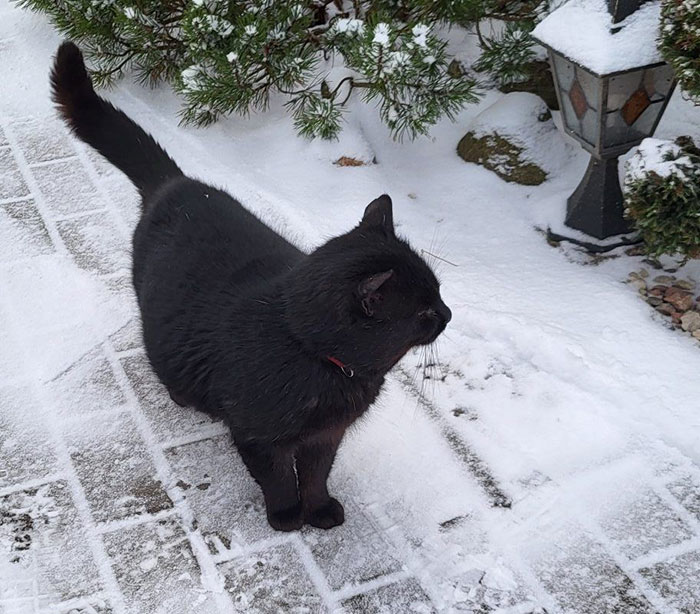 Black cat standing on snowy ground outside near bushes, related to Lithuania lawmaker’s cat consent to fire broadcaster head.