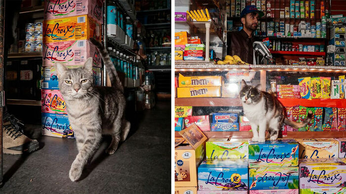 The Bodega Cat Is Having A Legislative Moment