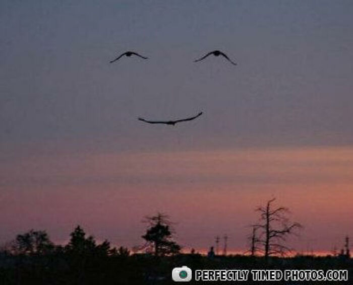 Three birds flying at sunset perfectly timed to form a smiley face in this impressive photo.