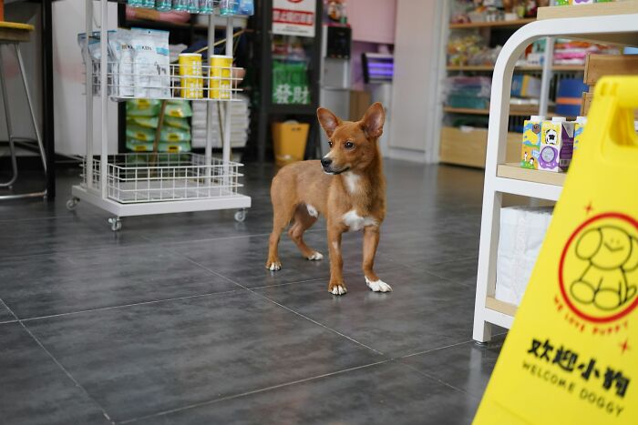 Small brown dog standing inside a pet store, illustrating people sharing the fastest they ever quit a job.