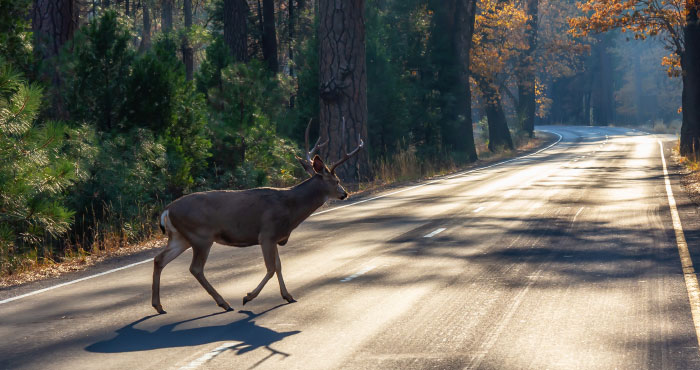 Deer crossing a sunlit road in a forest setting, illustrating a moment that could be part of scariest moments shared.