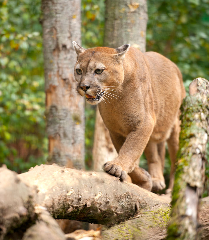 Cougar stalking through forest, illustrating one of the scariest moments that left people traumatized and fearful.