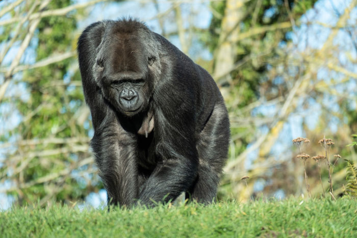 Gorilla walking on grass in natural habitat, representing scariest moments that left people traumatized.