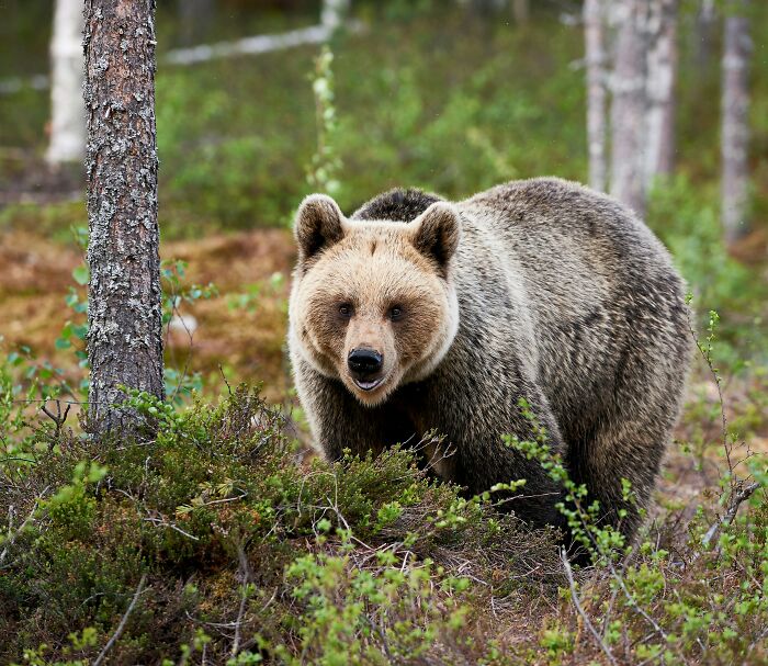 A wild brown bear in a forest, an example of something so scary people still talk about it like it happened yesterday.