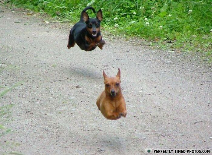 Two dogs captured mid-air while running on a path in a perfectly timed photo showing impressive action.