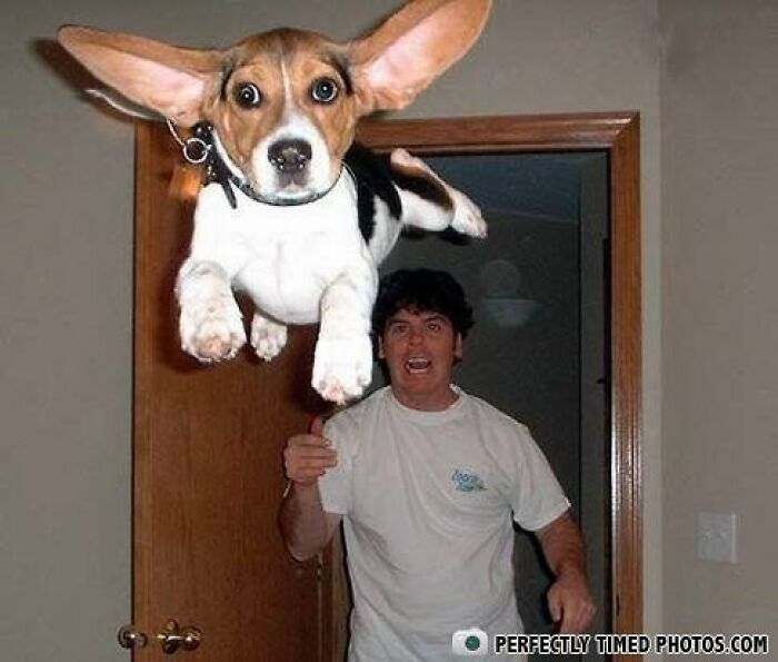 Beagle dog captured in mid-air with ears flapping, flying toward the camera in a perfectly timed photo.