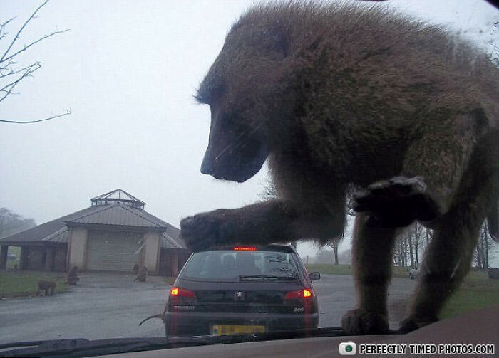 A perfectly timed photo of a baboon appearing huge as it leans on a car windshield in a wildlife park.