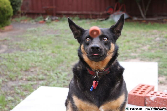 Dog captured in perfectly timed photo catching a frisbee mid-air with focused eyes in a backyard setting.