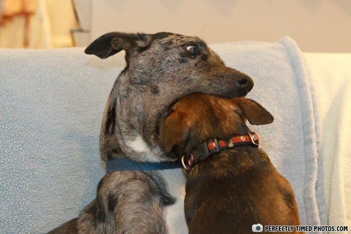 Two dogs playfully interacting in a perfectly timed photo capturing a humorous moment of affectionate playfulness.