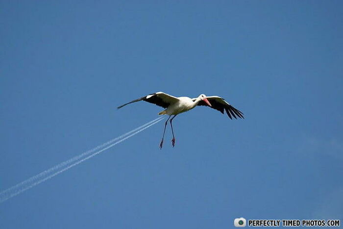 A bird in flight captured with perfect timing, appearing to trail contrails against a clear blue sky.