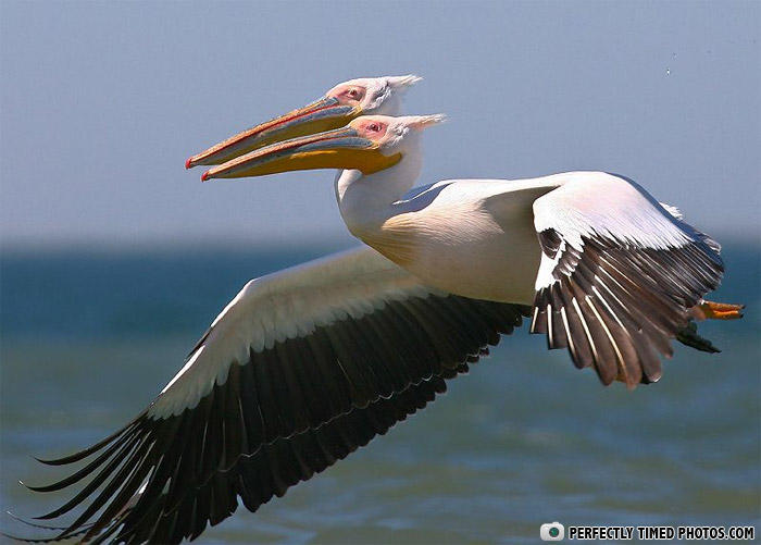 Two pelicans captured in a perfectly timed photo flying low over the ocean with wings fully spread.