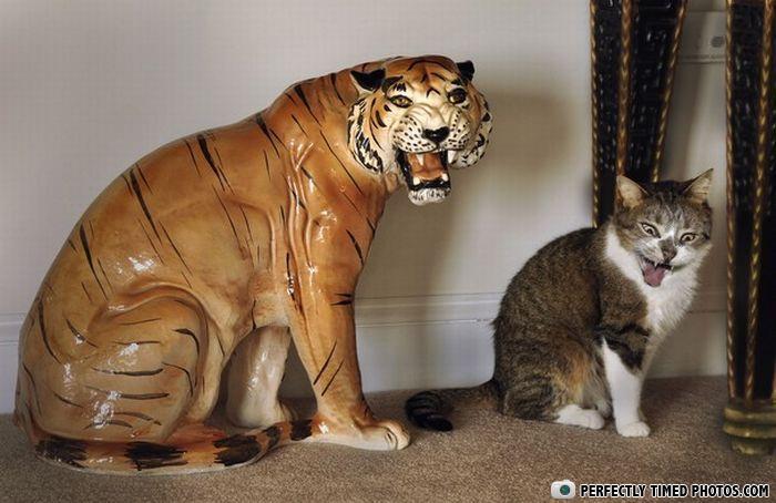 Cat and ceramic tiger statue captured in a perfectly timed photo, both with mouths open appearing to roar.