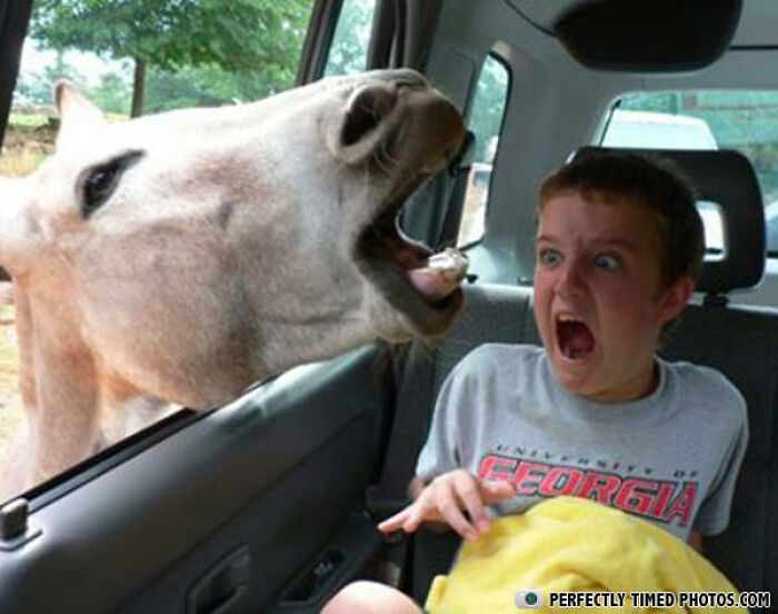 Boy in a car reacting with shock as a horse opens its mouth wide near the window in a perfectly timed photo.