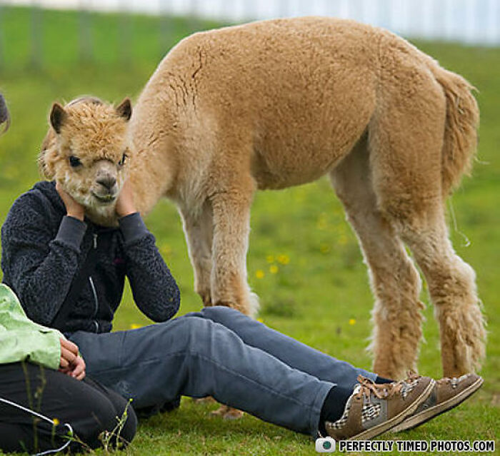Person wearing an alpaca mask sitting on grass next to a real alpaca in a perfectly timed photo outdoors