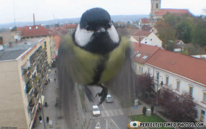 A perfectly timed photo captures a bird flying close to the camera with a street and buildings in the background.
