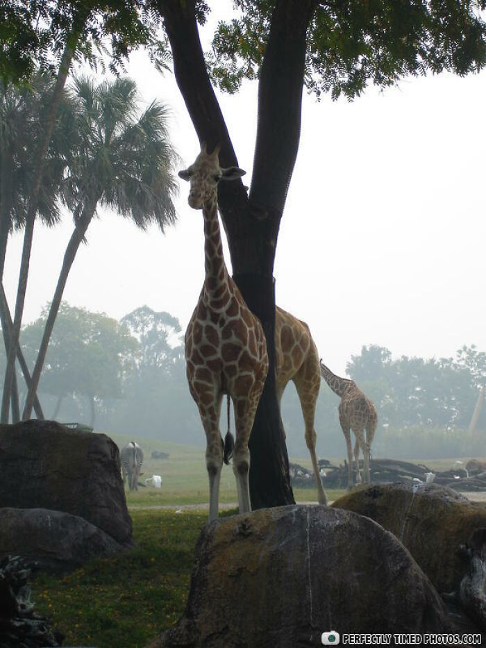 Giraffes perfectly timed photo with one giraffe aligned behind a tree creating an impressive illusion in nature.
