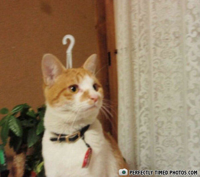 Orange and white cat appearing to have a hook on its head in a perfectly timed photo showcasing impressive moments.