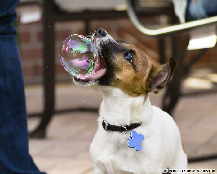 Small dog with a collar perfectly timed catching a colorful soap bubble outdoors on a sunny day.