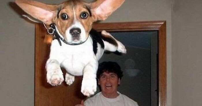 This Page Collects Perfectly Timed Photos And These 80 Are Truly Impressive