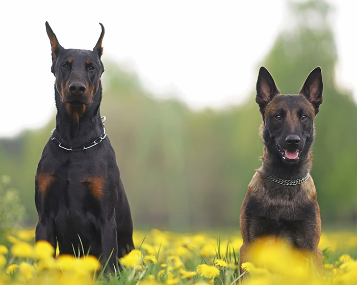 Two alert dogs sitting in a field of yellow flowers, highlighting concerns about chopped-off ears and animal cruelty. Two alert dogs sitting in a field of yellow flowers, highlighting concerns about chopped-off ears and animal cruelty.